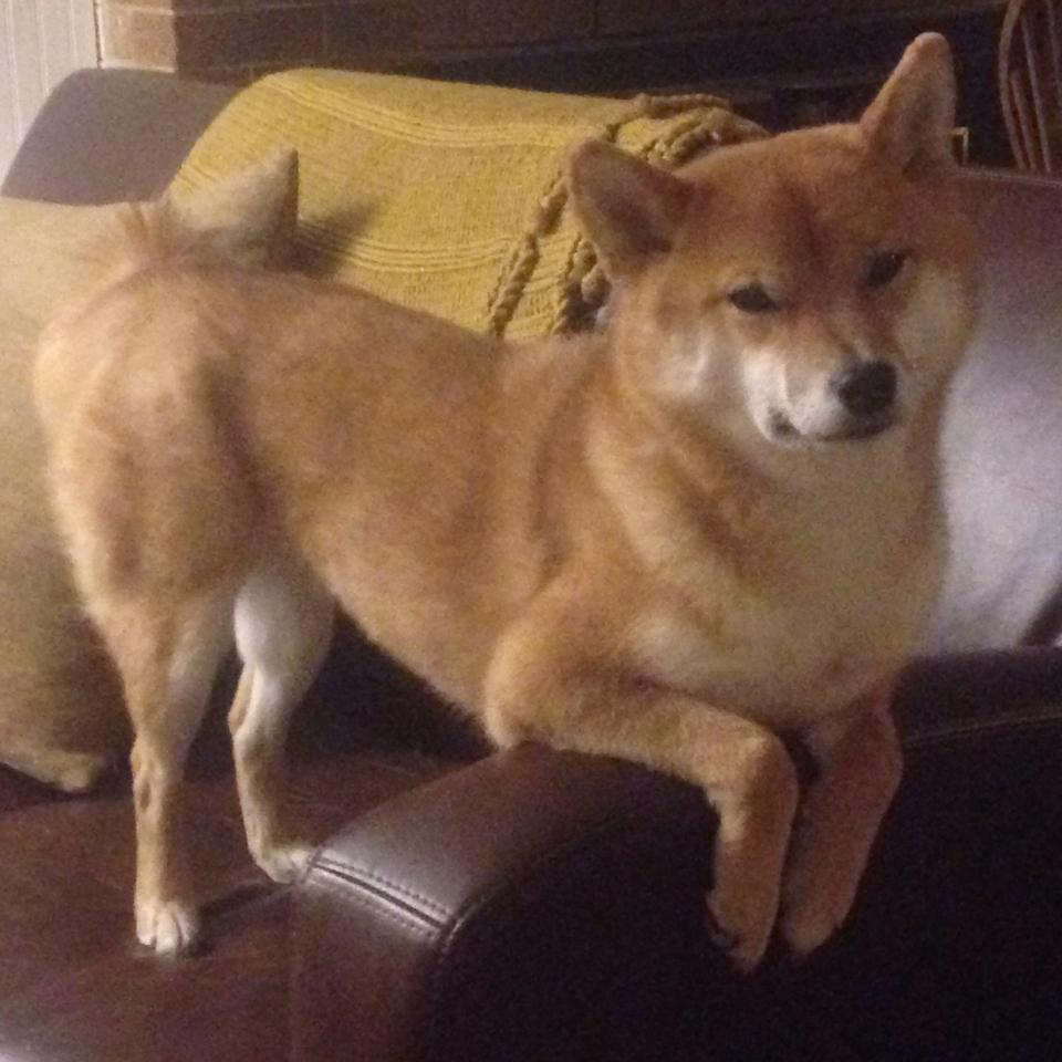 无声处听惊雷，世界排名焦点战，浙江队轻取森林狼的背后