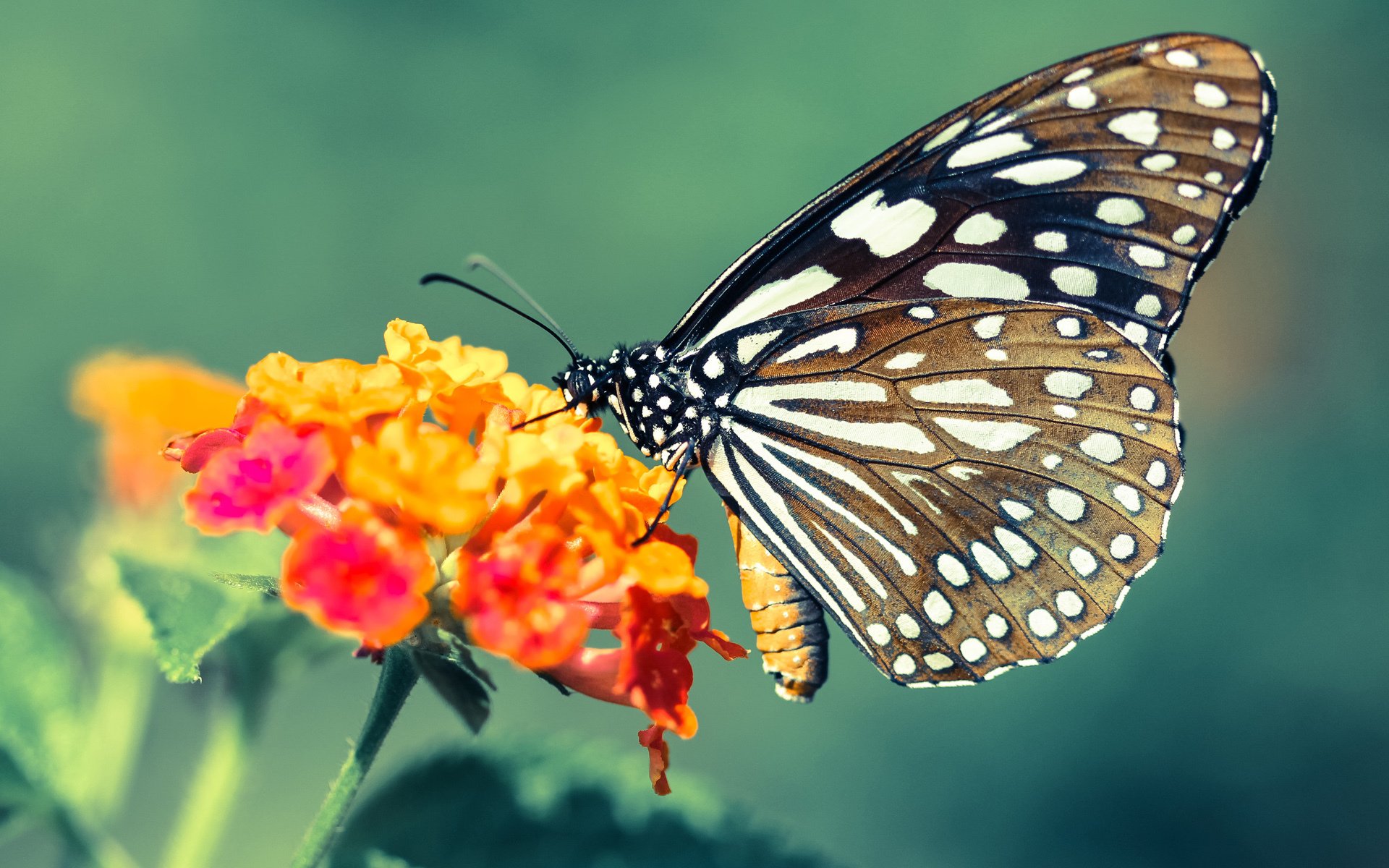 西决生死战之夜,他将自己的名字熔铸进城市的砖