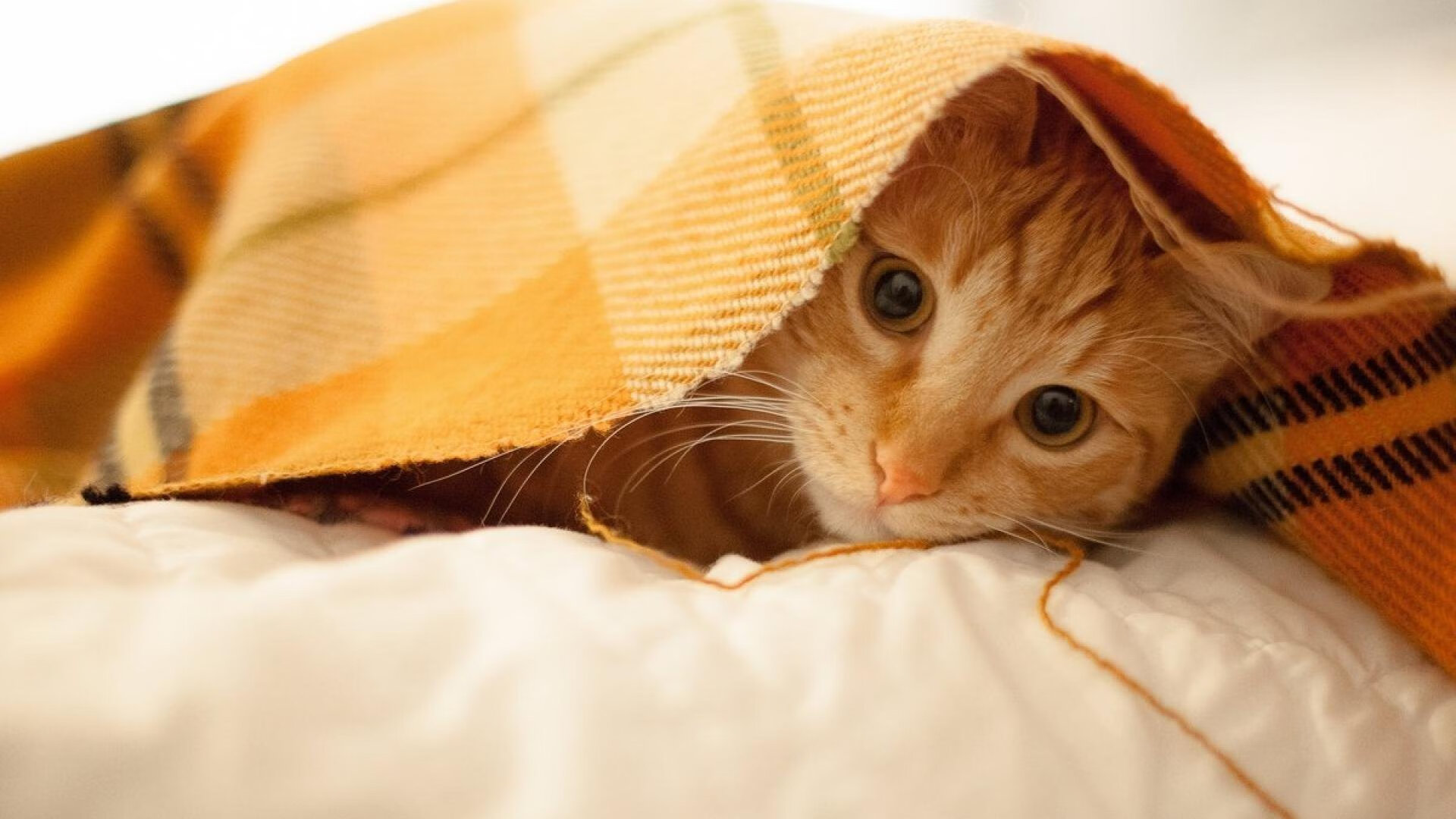 弑神者诞生,当爱德华兹的马蹄踏碎最后的神庙