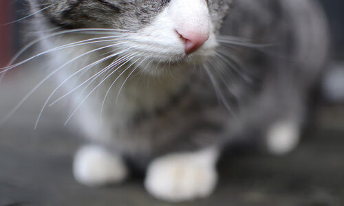 星火燎原，哈利伯顿引燃北岸花园的寒夜