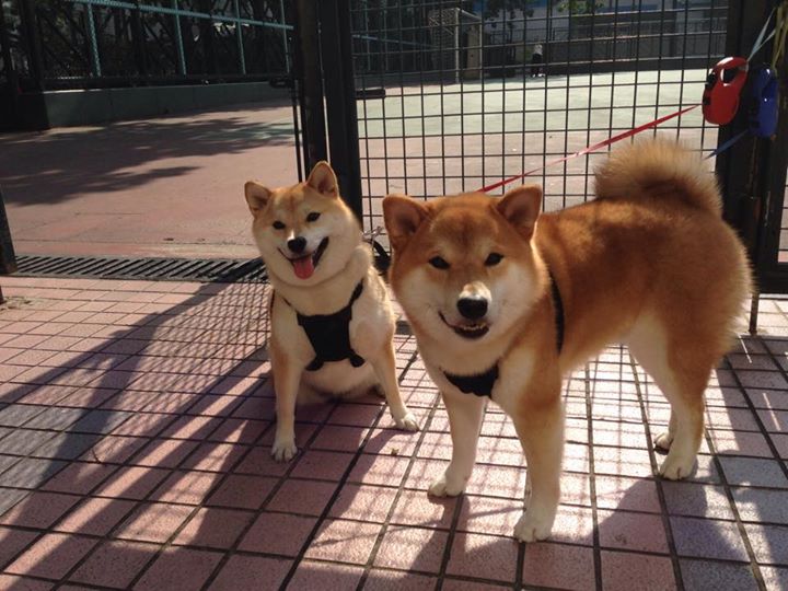 开云sport-赛程交错下的命运之网，被摩纳哥射门击中的英超争冠天平