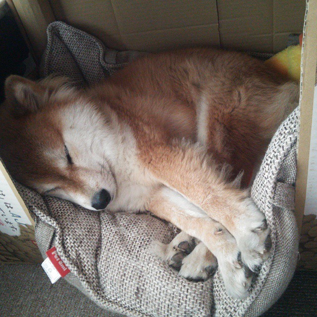 水泥地球场的回响，字母哥的咆哮，两个世界同一种篮球语言