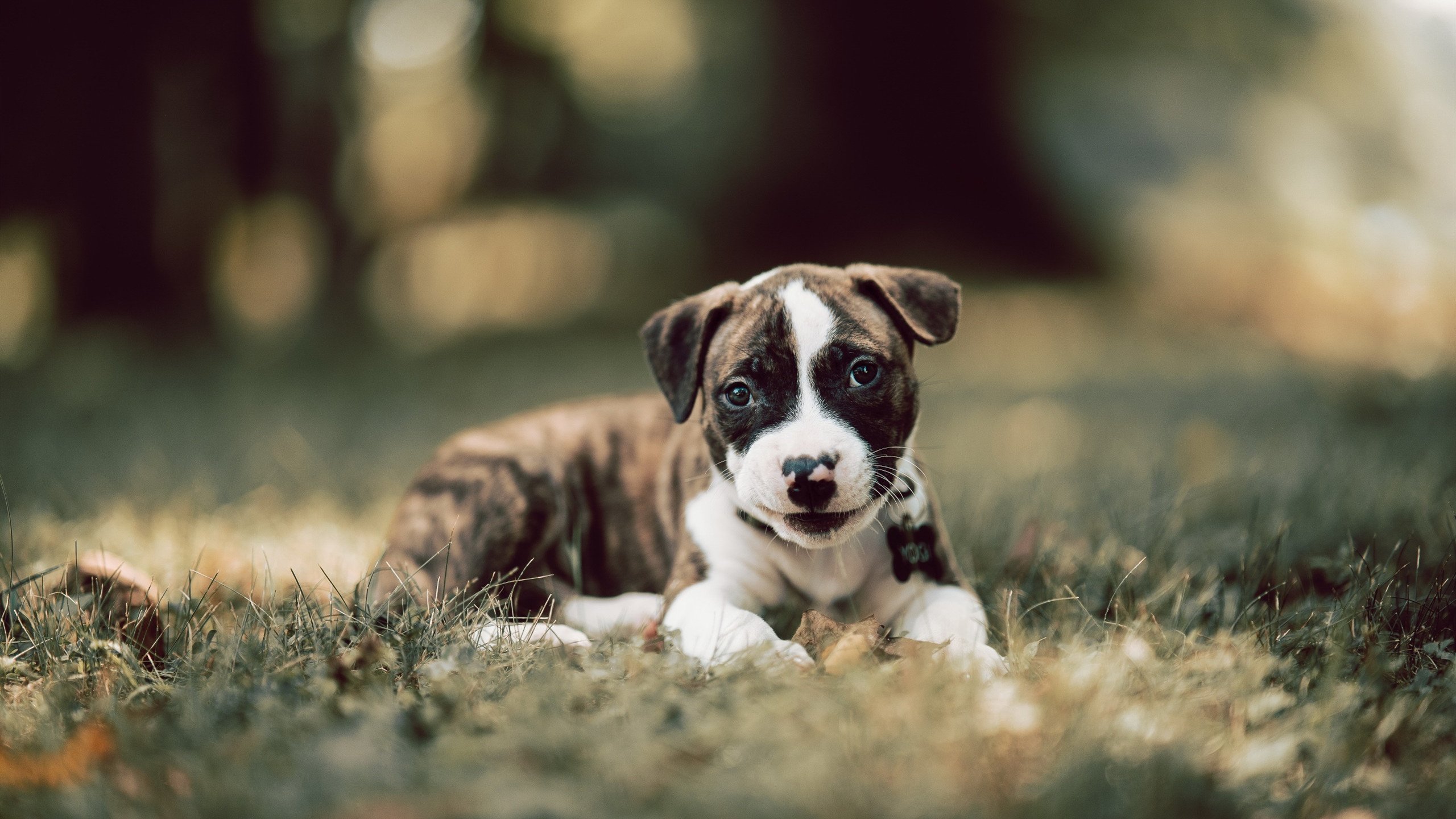 鹰击波斯湾，当篮球跨越国界的夜晚
