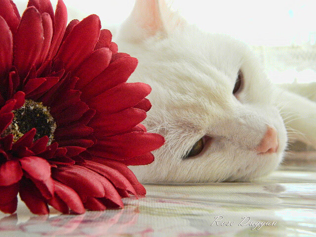 冰火两重天,灰熊鏖战下的决战与哈利伯顿的华丽演出