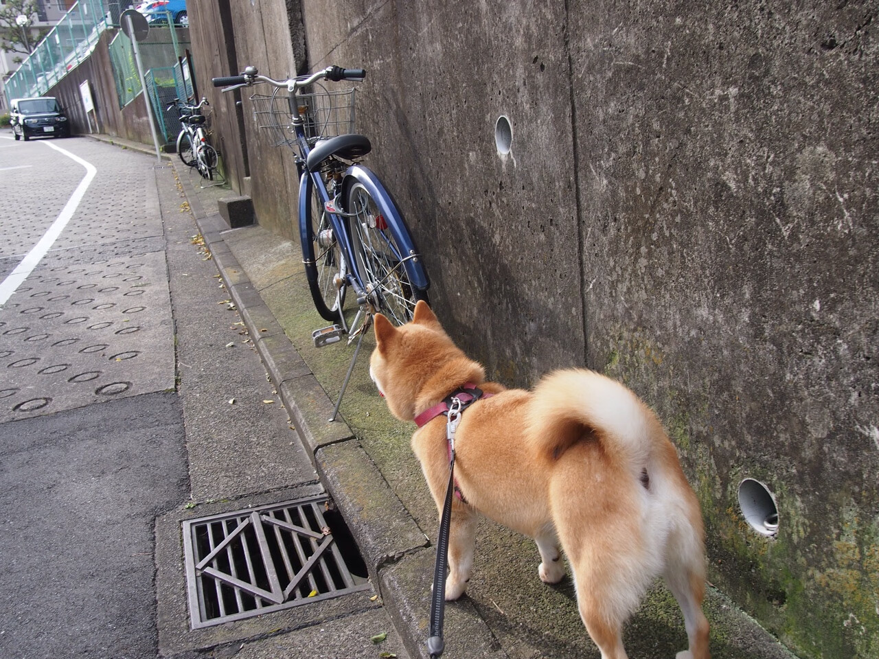 绝境狂舞,罗德里戈的爆发与牙买加、瑞典足球的遗落与重铸