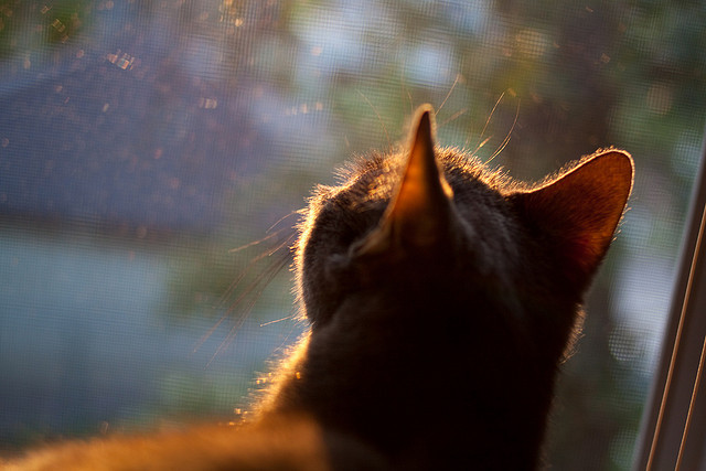 开云下载-当欧冠之夜的呐喊化为篮球场的回响，论詹姆斯如何以足球巨星的方式统治比赛