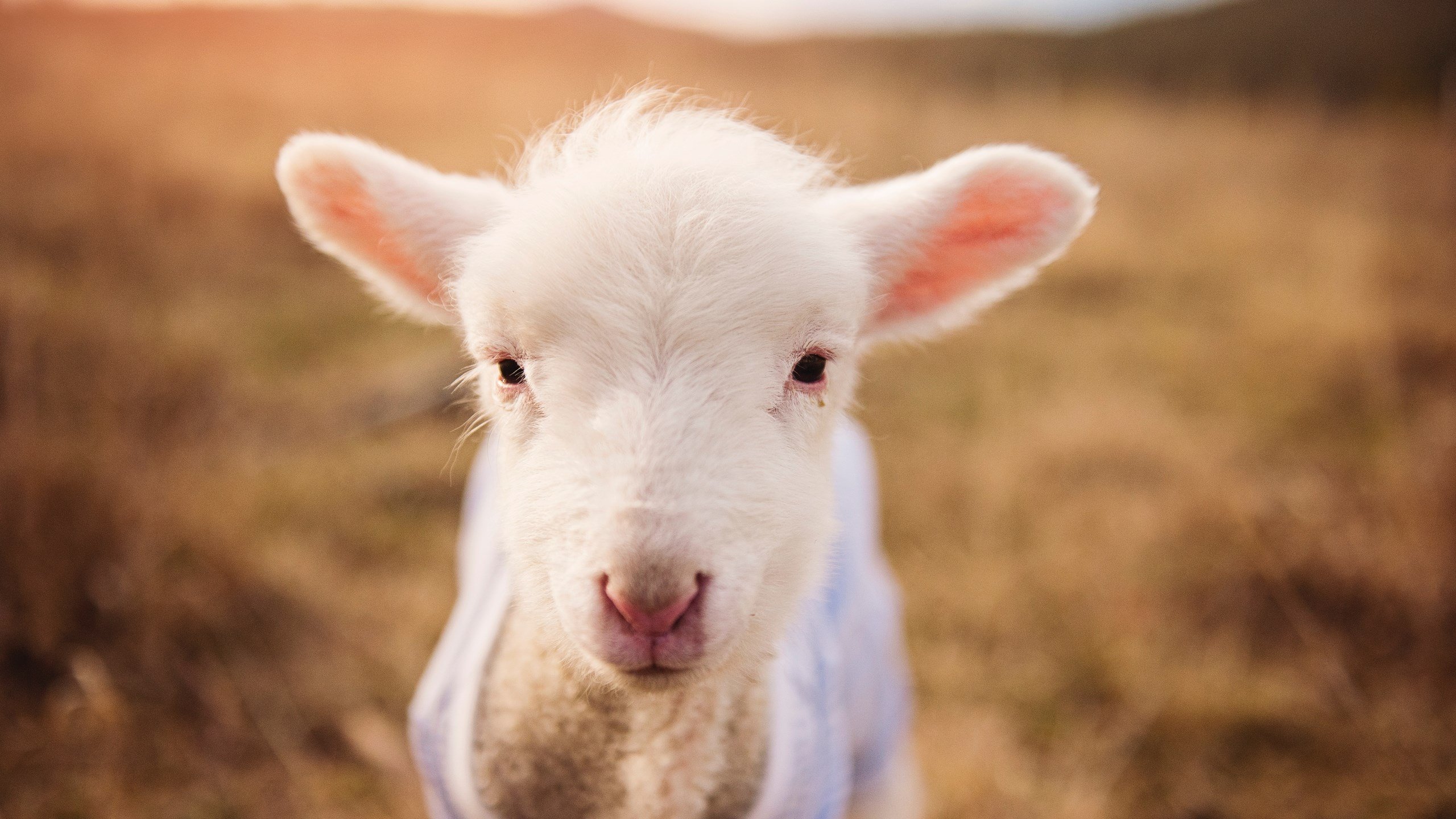 欧冠半决赛之夜，卡塞米罗是皇马阵中唯一一个无法被替代的人