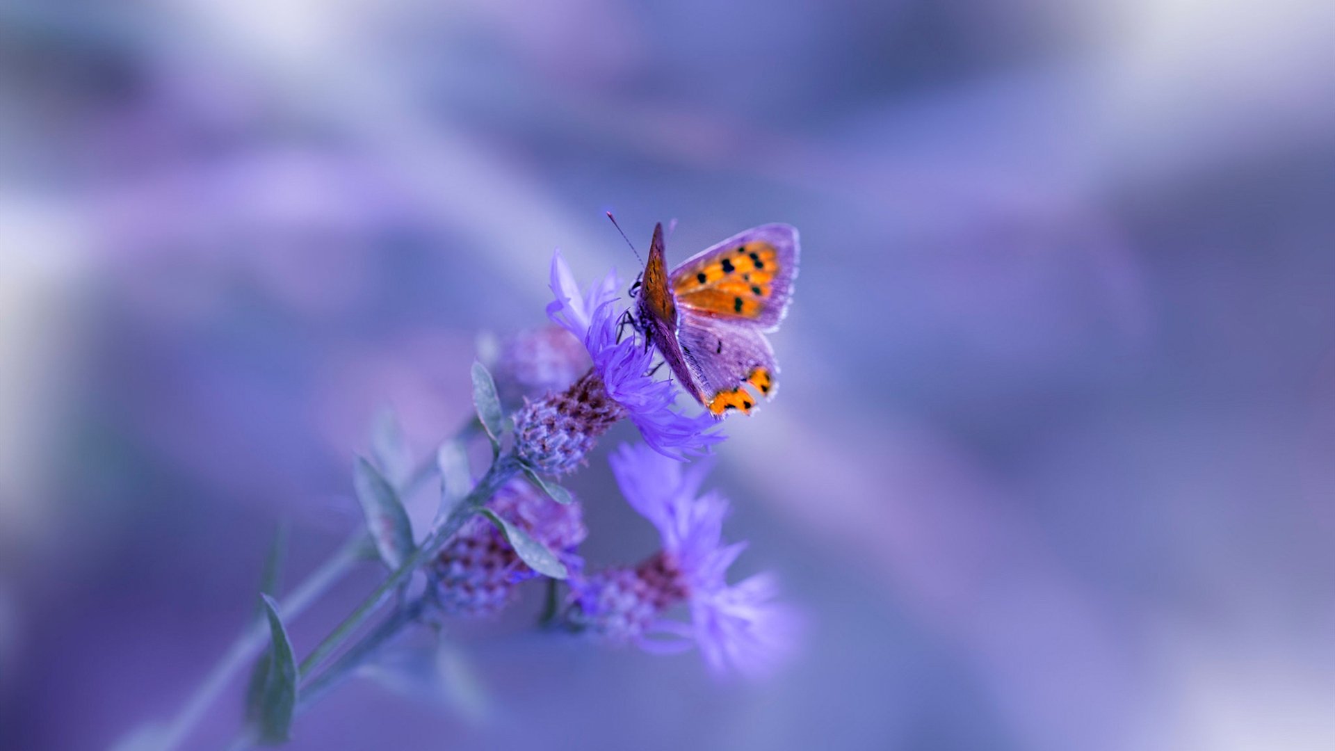 掀翻精密航母！奥斯梅恩一击刺穿日本足球心脏