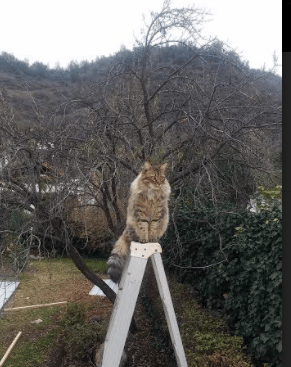 绝境神兵！贝林厄姆奥运关键战接管比赛，比利时险胜芬兰